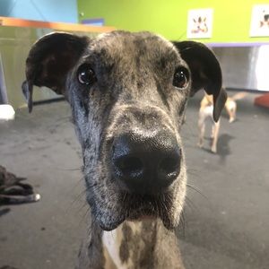 Meet your Posher, Dallas